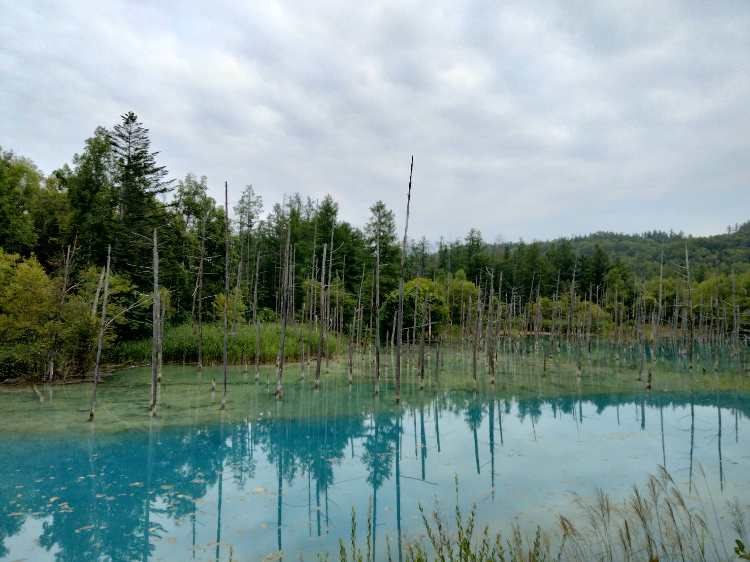 北海道旅行3泊4日観光モデルコース_白金の青い池