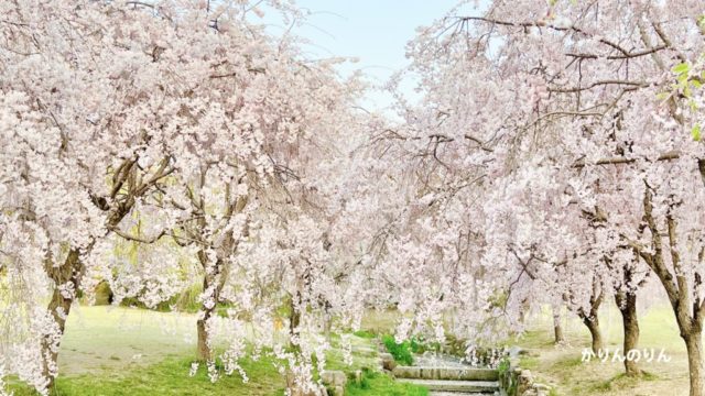 愛知森林公園の桜