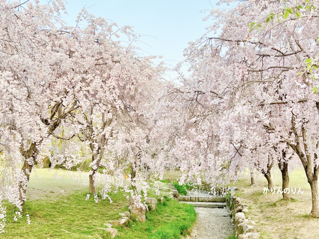 愛知森林公園の桜