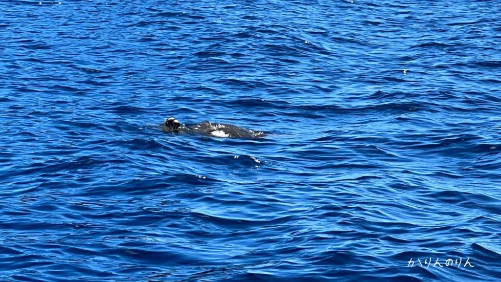 小笠原諸島のウミガメ