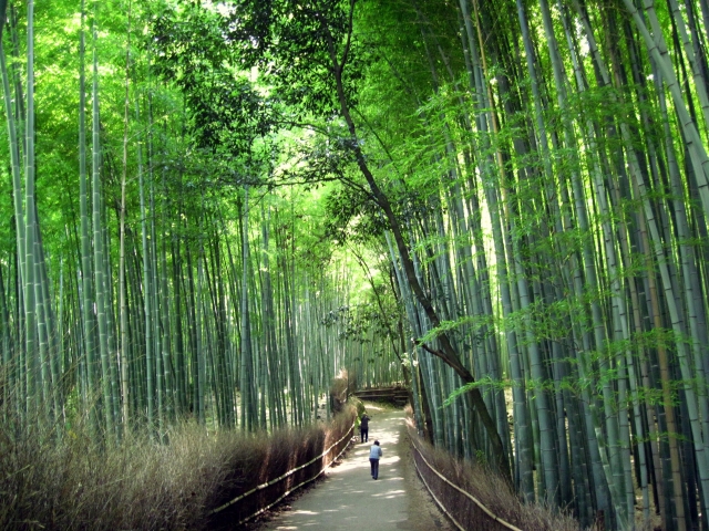 竹林の小径（京都）